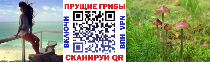 купить закладку  Шумиха  Галлюциногенные грибы прущие грибы 